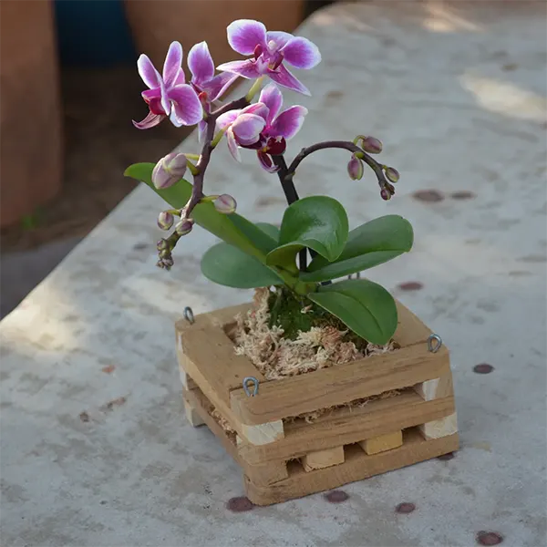 Cesta de Orquídeas